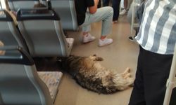 Eskişehir'de sıcaktan bunaldı tramvaya sığındı!