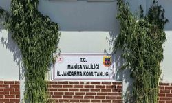 1.620 kök kenevir ele geçirildi