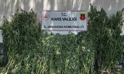 42 bin 658 kök kenevir ele geçirildi