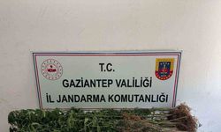 428 Kök kenevir ele geçirildi: 5 şahıs tutuklandı