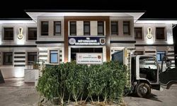 825 kök kenevir ele geçirildi: 2 şahıs tutuklandı