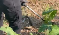 Evin bahçesinde korkutan yılanı itfaiye yakaladı