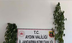 Jandarmadan zehir operasyonu: 12 şüpheli yakalandı