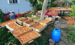 Kayısı kurutma dönemi başladı