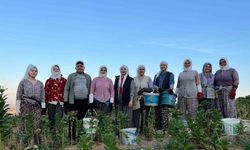 Kekik ve tütün üreticilerinin yüzü gülüyor