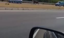 Kesime götürülen boğa kaçtı... Trafiğe çıktı sürücüler şaşırdı!