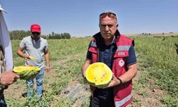 Sarı karpuz dönemi başladı