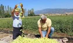 Türkiye'nin tescilli bamyasına dünyanın o yerinden rakip çıktı