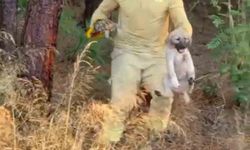 Yangından kurtardığı  kaplumbağa ve köpek yavrusu görüntüleri sosyal medyada beğeni topladı