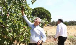 Zeytinlikler arasındaki ’bal’lı lezzet: Havran siyah inciri