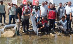 1 milyonun üzerinde yavru sazan doğaya bırakıldı