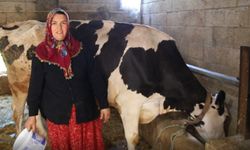 2 inekle başladı sıfır kilometre araç sahibi oldu
