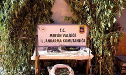 Bahçelerine kenevir eken 3 şüpheli yakalandı