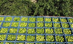 Limon hasadı: Geçen yıl 1 TL olan limon bahçede 20 TL