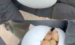 Sürpriz yumurtadan çıkan şeyler pes dedirtti!