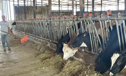 Süt üreticilerinden ’yem dayatması’na tepki