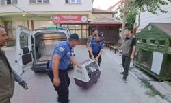 Yaralı leylek koruma altına alındı