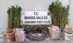 Yasa dışı kenevir eken şahıs tutuklandı