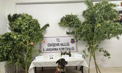 Eskişehir’de mısır tarlasında zehir operasyonu