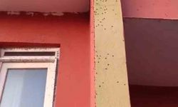 Bazı evlerin duvarları sineklerle kaplandı