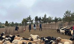 Çobanlara hayvan sağlığı eğitimi