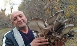 Kanlıca mantarı vatandaşların ilgi odağı oldu