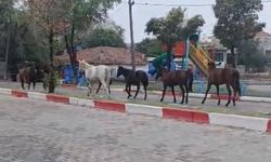Tekirdağ’da başıboş atlar trafiği tehlikeye soktu