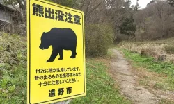 Japonya’da ayı saldırısından ölümler rekor seviyeye ulaştı!