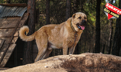 Eskişehir'de köpek sürüsü korku saçtı
