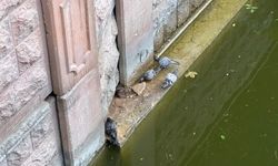 Eskişehir'de Porsuk Çayı’nda sıradışı görüntü!