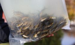 Eskişehir'de doğaya 5 bin adet aynalı sazan doğaya salındı