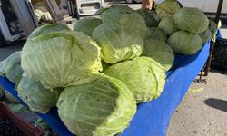 Eskişehir'de bu lahanalar ilgi odağı oldu!