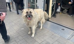 Eskişehir’de tramvayda köpek sürprizi!