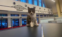 Eskişehir Tren Garı'nın sevimli müdavimleri