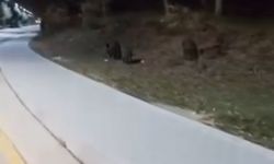 Aç kalan domuz sürüleri, üniversite kampüsüne indi