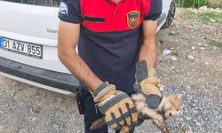 Aracın kaputuna giren kediyi itfaiye kurtardı