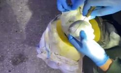 Bal kabağından uyuşturucu çıktı