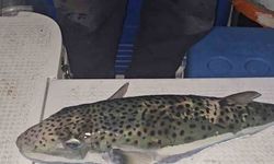 Benekli balon balığı şoku