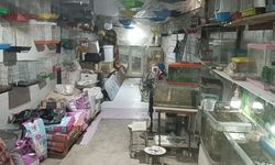 Camı kırdılar 9 papağanı çaldılar