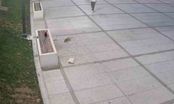 Çekirdek keyfi pahalıya patladı