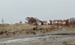 Dağ keçisi sürüsü görüntülendi