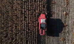 Dane mısır hasadı başladı