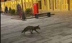 Eskişehir Garı'nda tren beklerken gördükleri şeyle hayrete düştüler