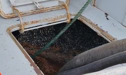 Hafta sonu hamsi yoğunluğu