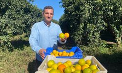 Portakal sezonu başladı, 250 bin ton rekolte bekleniyor