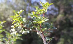 Sakız üretimi güçleniyor, bin 500 aşılı fidan üreticiyle buluşuyor