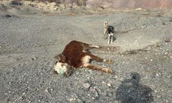 Tehlikeli sorumsuzluk: Şaplı hayvanlar meraya atıldı