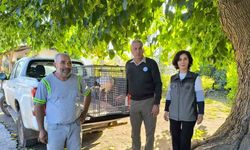 Yaralı leylek tedavi altına alındı