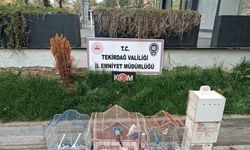 Yasa dışı hayvan üretimine ağır ceza