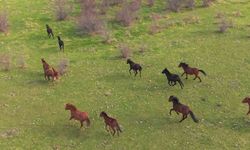 Yılkı atların özgür halleri havadan görüntülendi
